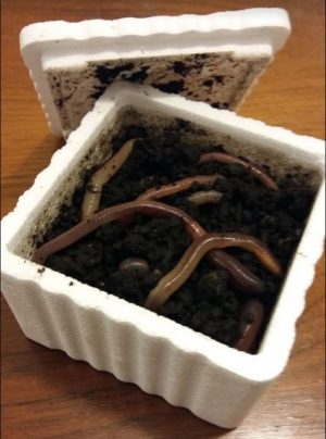 Boite de 15 vers (gros)